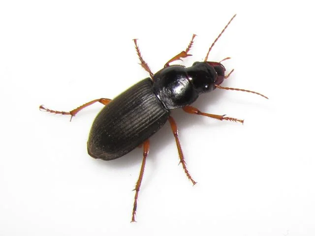Beetle in Canada