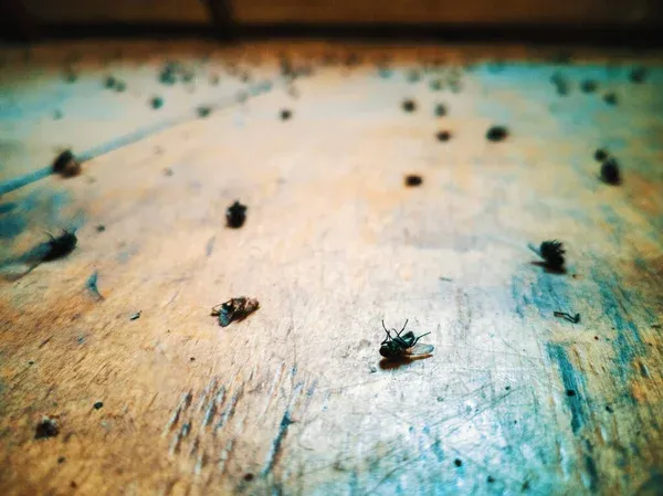 Ants