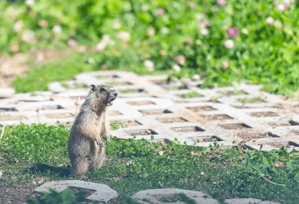 Gopher Control