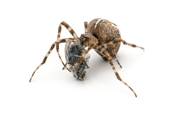 Spider Control