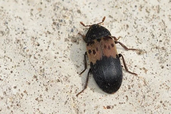 Larder Beetle