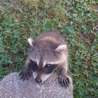Are Raccoons Dangerous