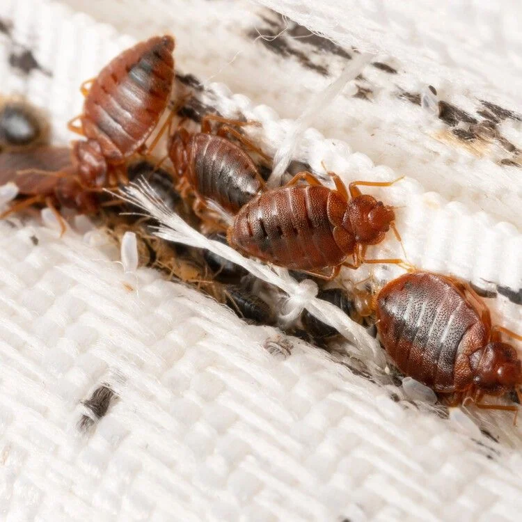 Bed Bug Guide