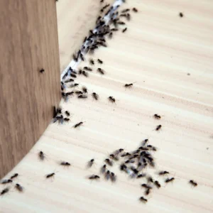 How to Get Rid of Ants in House
