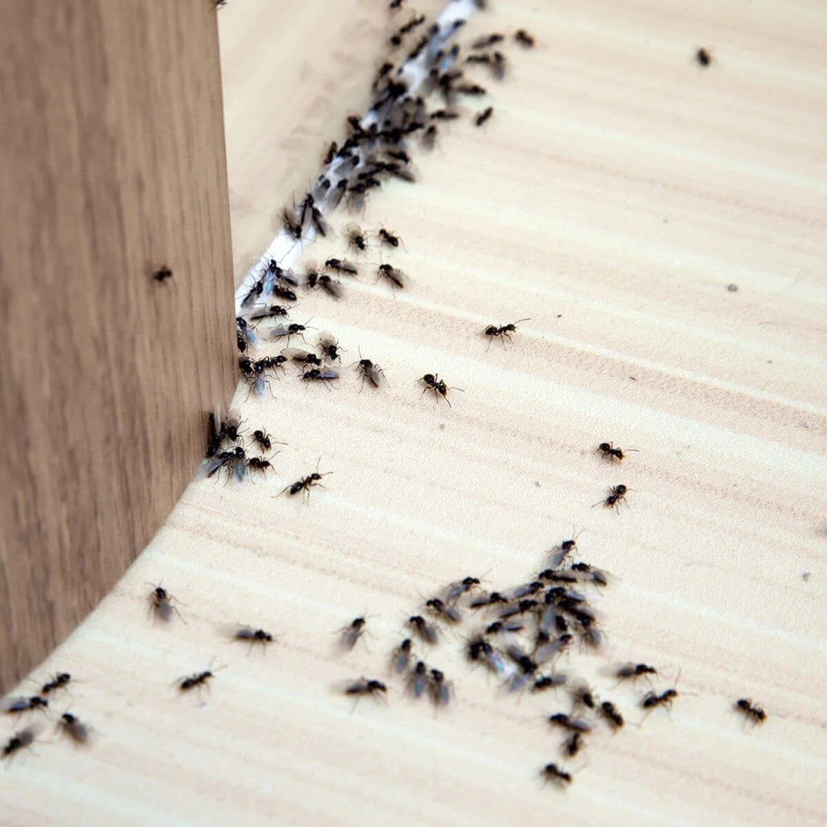 How to Get Rid of Ants in House