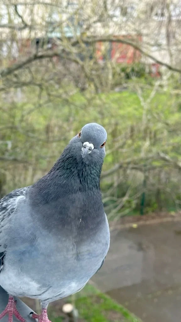How to Prevent from Pigeon