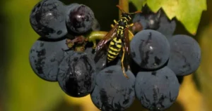 What Do Wasps Eat