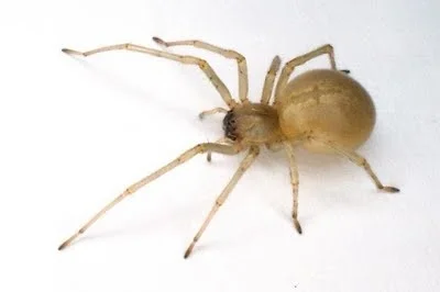 Yellow Sac Spider